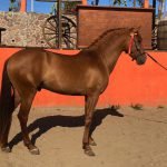 Alazán
